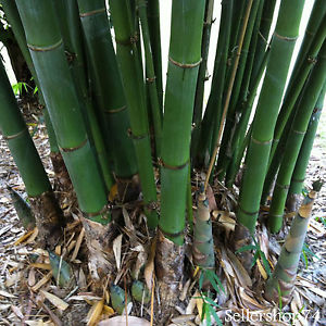 Dalla cucina all’edilizia: tutte le potenzialità del bambù gigante in Italia